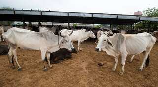 When gau rakshaks attack: The indefensible violence of 'cow protectors'