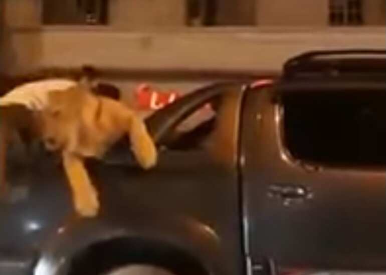 Watch: Pakistani man arrested for flaunting lion in busy market Watch: Pakistani man arrested for flaunting lion in busy market