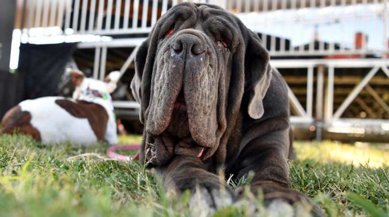 Martha: The beauty that won the Ugliest Dog award