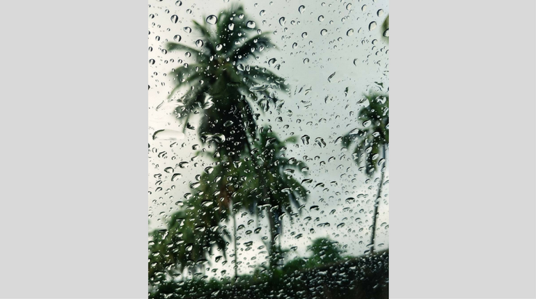 Image captured of the long coconut trees in Goa