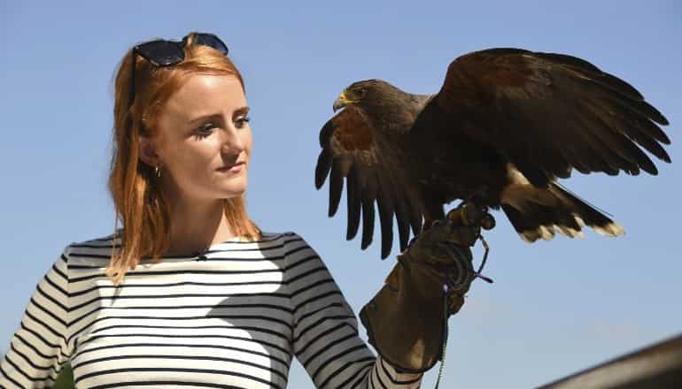 Wimbledon: If you like the court's impressive grass, thank Rufus the Hawk Wimbledon: If you like the court's impressive grass, thank Rufus the Hawk