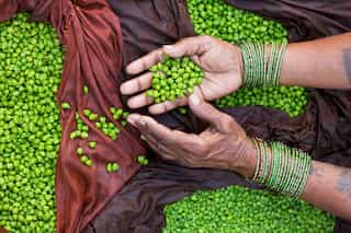 Will PM Modi?s Israel visit bring the second Green Revolution to India?