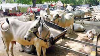 Indian scientists government to withdraw research on benefits of cow dung, urine