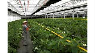 Tech-savvy farmers will revive Japan's declining agriculture sector