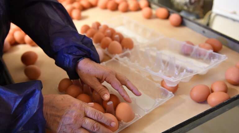 Winter Olympics: Norway team accidentally orders 15,000 eggs