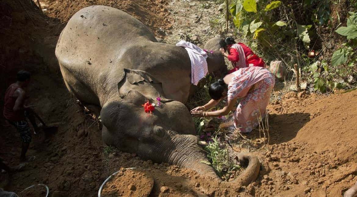 Three elephants were killed by a speeding train in Assam