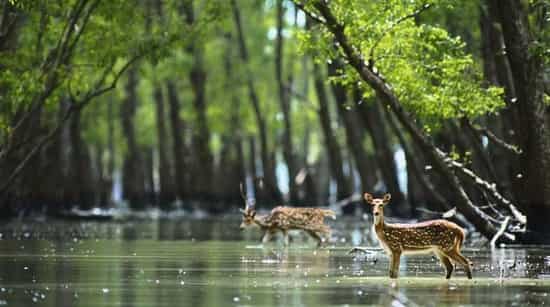 Sundarbans, world heritage forest, declared pirate-free by Bangladesh