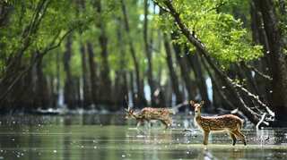 Sundarbans, world heritage forest, declared pirate-free by Bangladesh