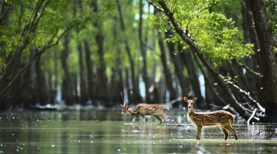 Sundarbans, world heritage forest, declared pirate-free by Bangladesh