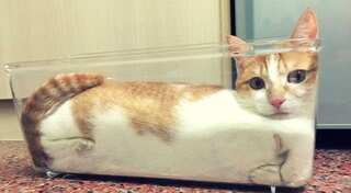 'Men have big ears', 'Cats are solid-liquid', 'Don't see a crocodile' are the latest studies awarded at Ig Nobel Prize award
