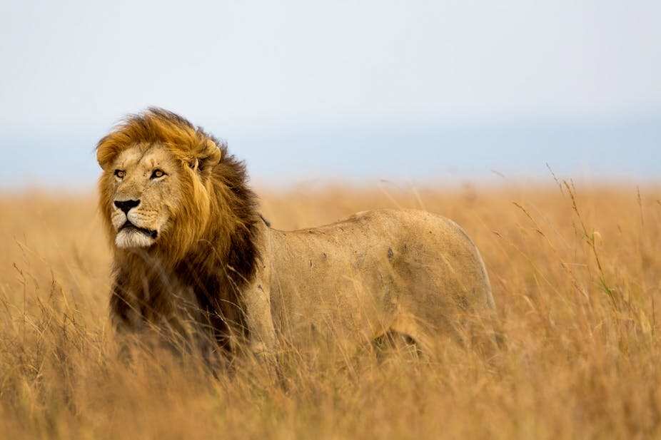 Poor countries do more for conservation of large mammals