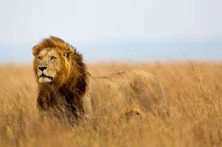 Poor countries do more for conservation of large mammals