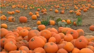 British farmers prepare pumpkins ahead of busy Halloween period