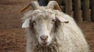 These sheep recognise Obama, Emma Watson and a BBC journalist