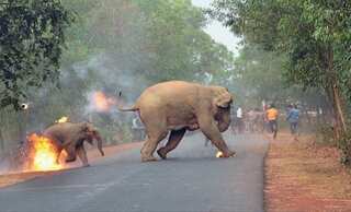 Powerful photo captures elephant, calf escaping flaming tar balls: 'Hell is Here'