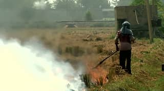 No alternative to burning stubble: Indian farmers amid hazardous pollution in North India