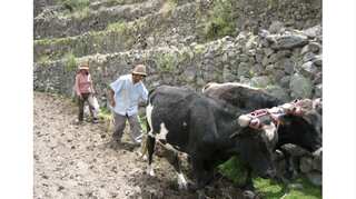 German court hears Peruvian farmer's climate change appeal