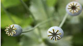 Afghan opium output soars as cultivation hits record high