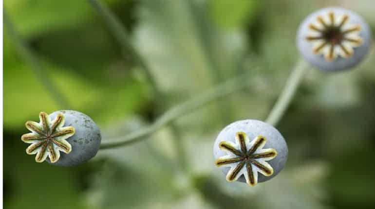 Afghan opium output soars as cultivation hits record high