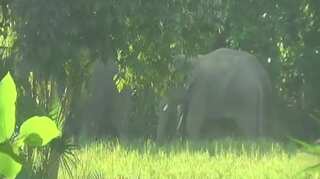 Over 80 elephants enter village in West Bengal