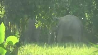 Over 80 elephants enter village in West Bengal