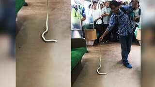 Watch: Man kills snake on train with bare hands, becomes internet star