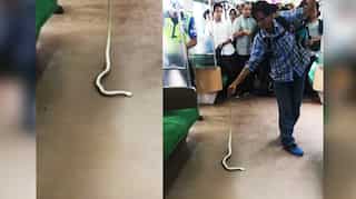 Watch: Man kills snake on train with bare hands, becomes internet star