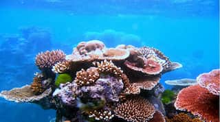 First coral IVF babies on the Great Barrier Reef have produced next generation