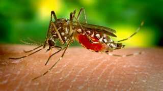 Pakistan hospitals run out of beds on dengue surge