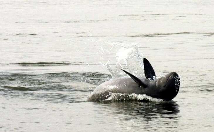 Now, Japan begins dolphin hunt in whaling town of Taiji