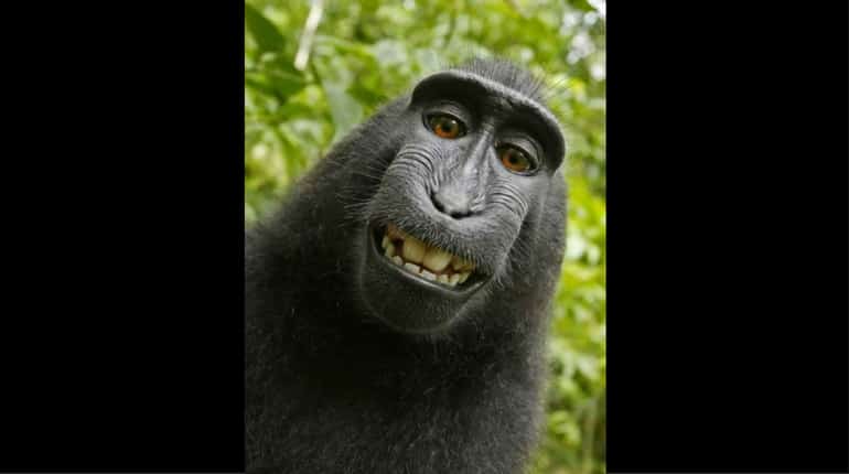 Naruto, the selfie monkey is named PETA's 'Person of the Year'