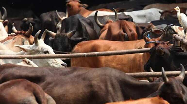 Body of suspected cow smuggler handed over to family: Police