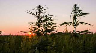 California legalises marijuana from January 1