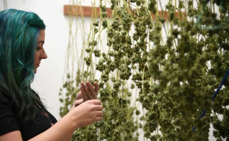 Legal marijuana off to blazing start in California Legal marijuana off to blazing start in California