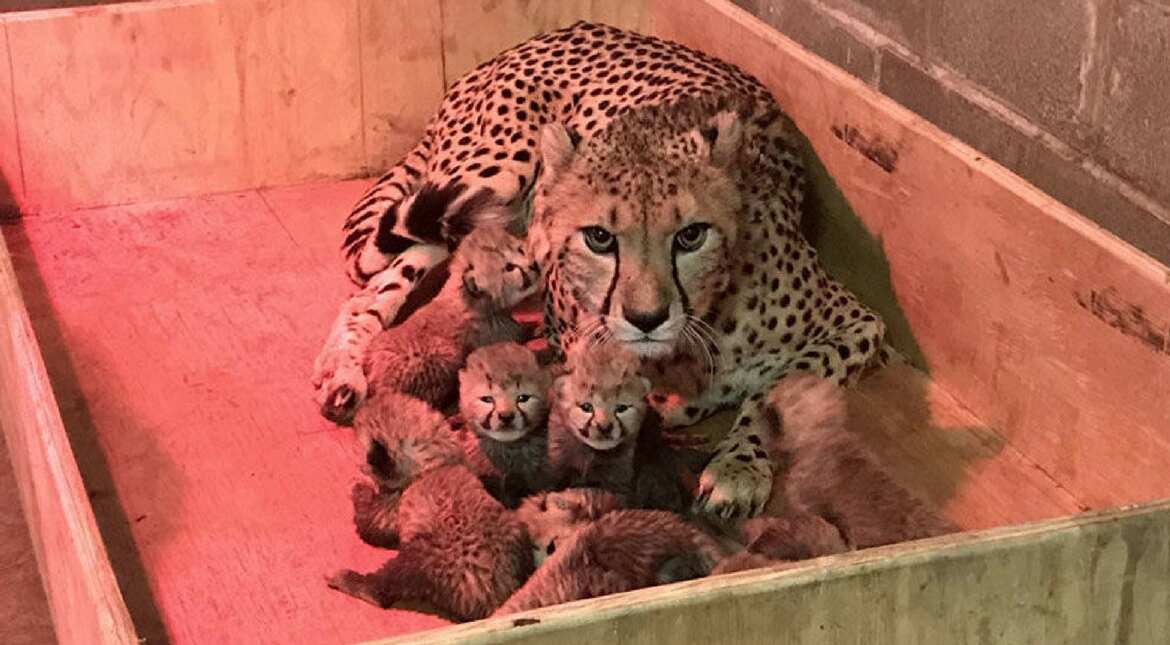 Cheetahs to make a comeback in India after half a century Cheetahs to make a comeback in India after half a century