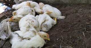 Bird flu in Japan, 19,000 chickens culled