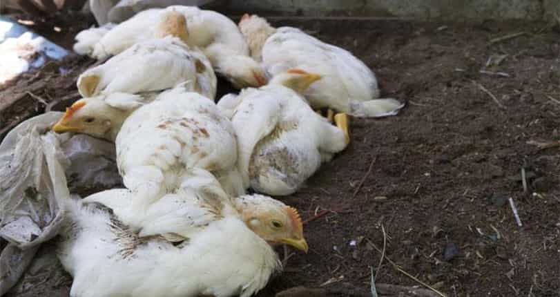 Bird flu in Japan, 19,000 chickens culled