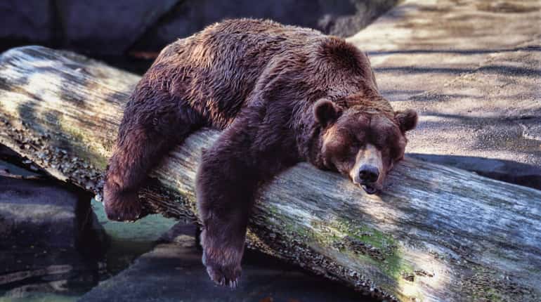 Hibernate in our cosy beds and comfy quilts