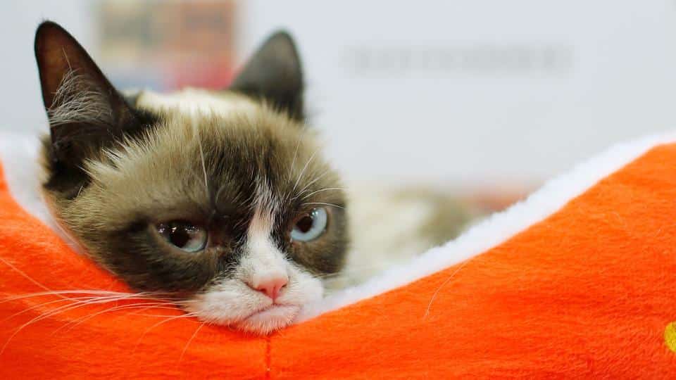 Grumpy Cat, the face that launched thousand memes, dead at seven