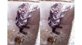 Mystery unveiled: Viral 'Shower Rat' is neither a rat nor in shower!