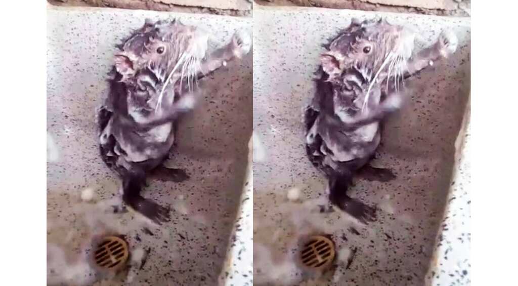 Mystery unveiled: Viral 'Shower Rat' is neither a rat nor in shower!