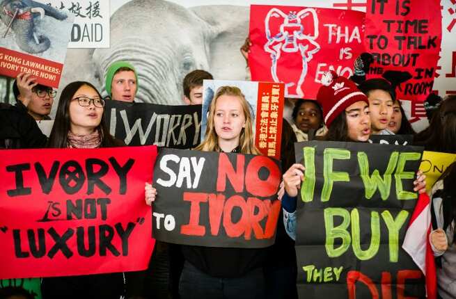 Hong Kong bans ivory sales, traders angry