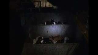 Major goat smuggling case cracked in China