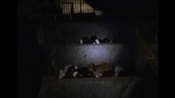 Major goat smuggling case cracked in China