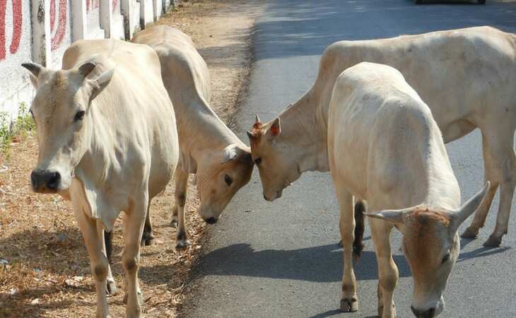 Government to assign UID to 40 million cows