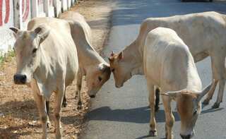 Government to assign UID to 40 million cows