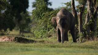 India's 'granny' elephant dies aged 88