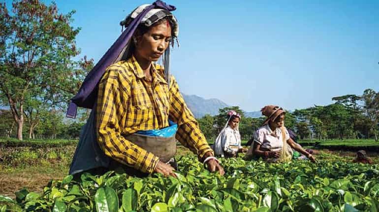 Nepalese tea gets own trademark, not to use Darjeeling, India logo Nepalese tea gets own trademark, not to use Darjeeling, India logo
