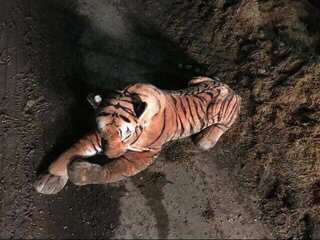 Scotland Police conduct 45-minute rescue operation for toy tiger