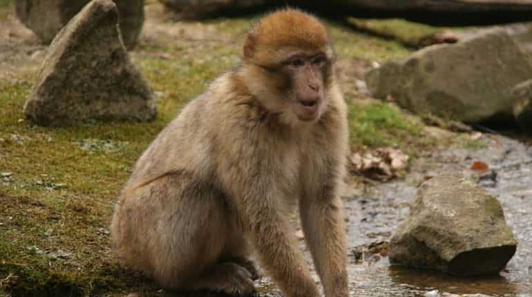 Bengaluru bar: Monkey enters, drinks, creates trouble Bengaluru bar: Monkey enters, drinks, creates trouble